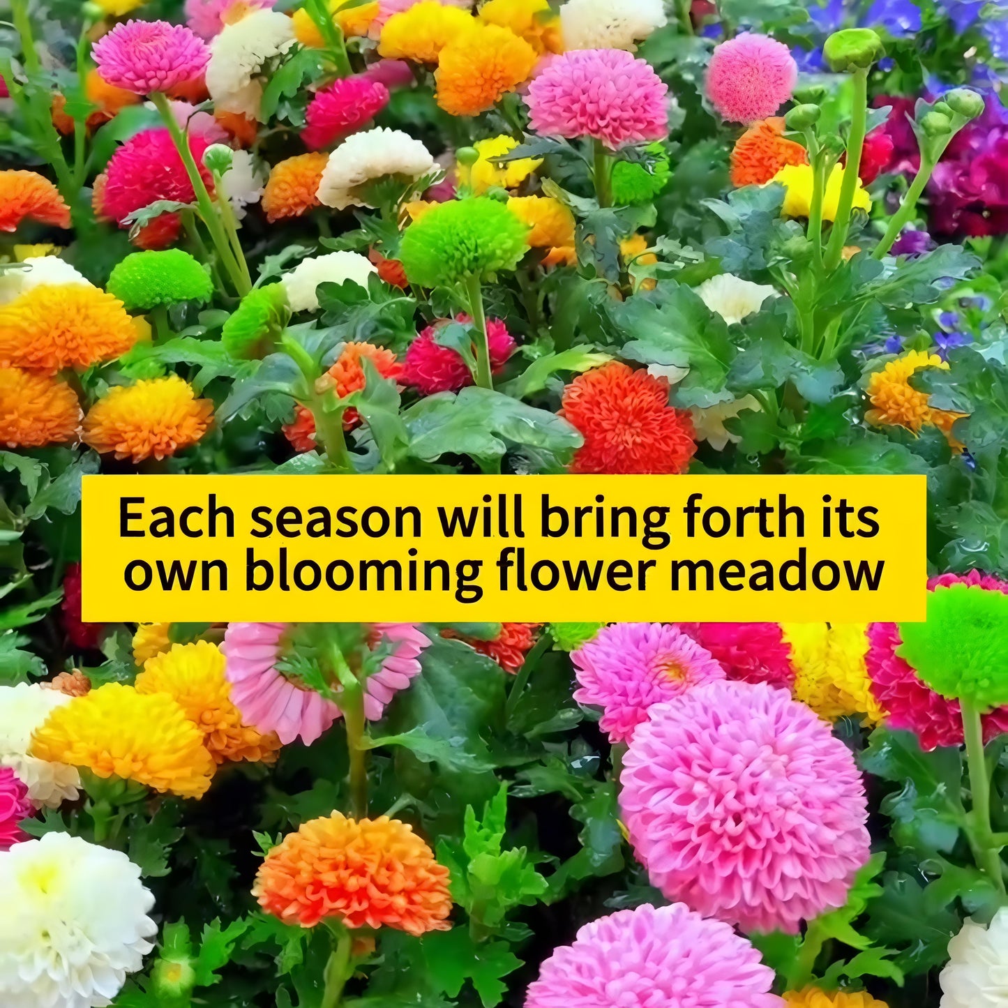 Multicolor Flower Seeds (Pack of 100) + Plant Growth Supplement Free