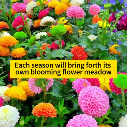 Multicolor Flower Seeds (Pack of 100) + Plant Growth Supplement Free