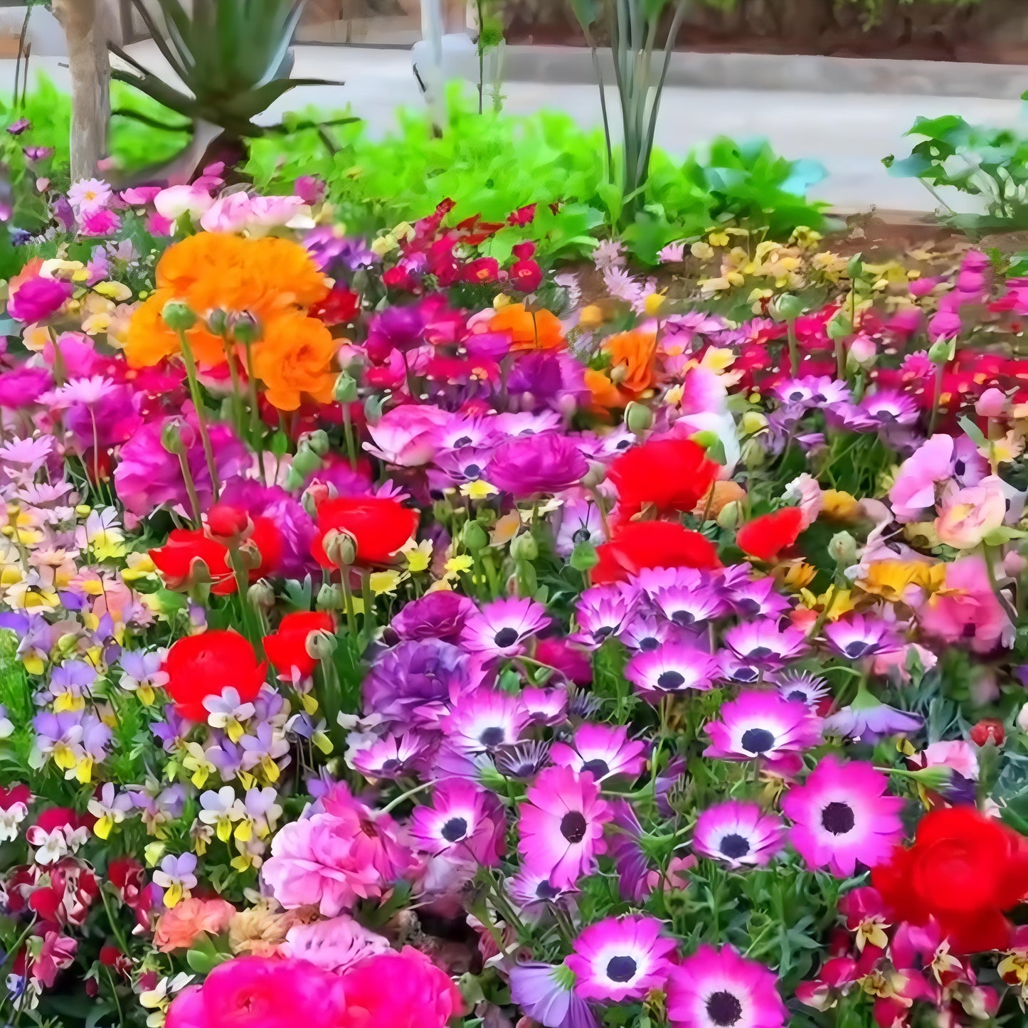 Multicolor Flower Seeds (Pack of 100) + Plant Growth Supplement Free