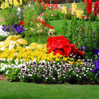 Multicolor Flower Seeds (Pack of 100) + Plant Growth Supplement Free