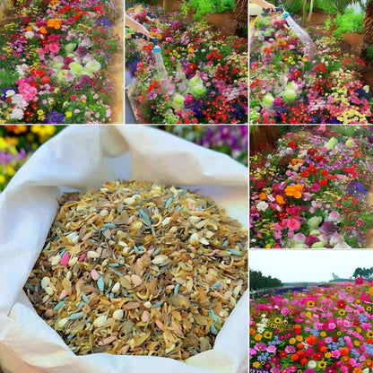 Multicolor Flower Seeds (Pack of 100) + Plant Growth Supplement Free