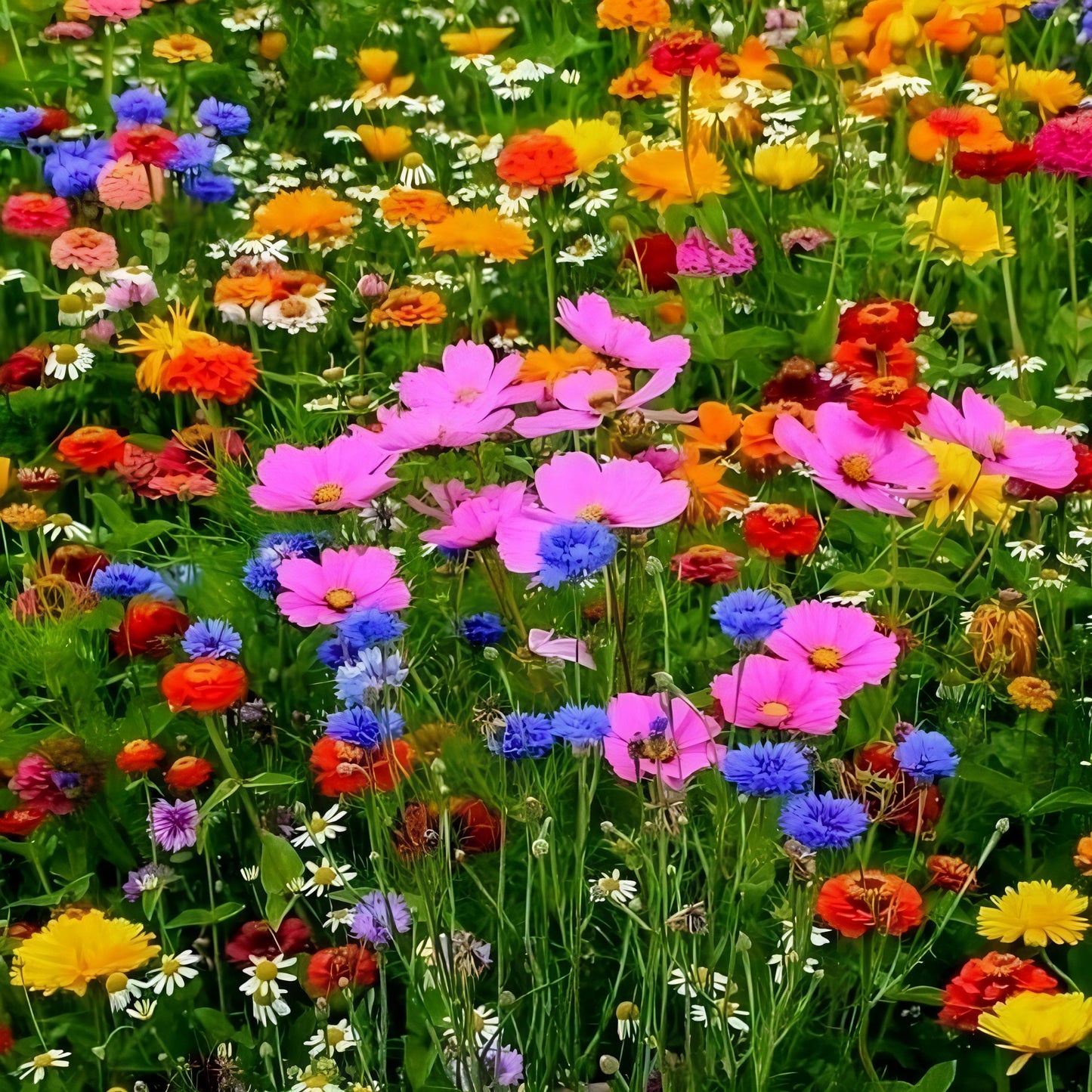 Multicolor Flower Seeds (Pack of 100) + Plant Growth Supplement Free