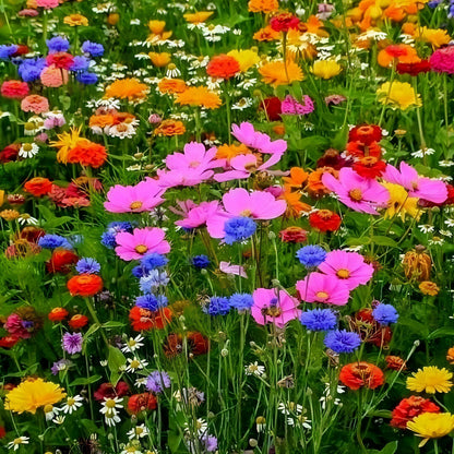Multicolor Flower Seeds (Pack of 100) + Plant Growth Supplement Free